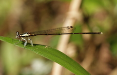 Proplatycnemis alatipes