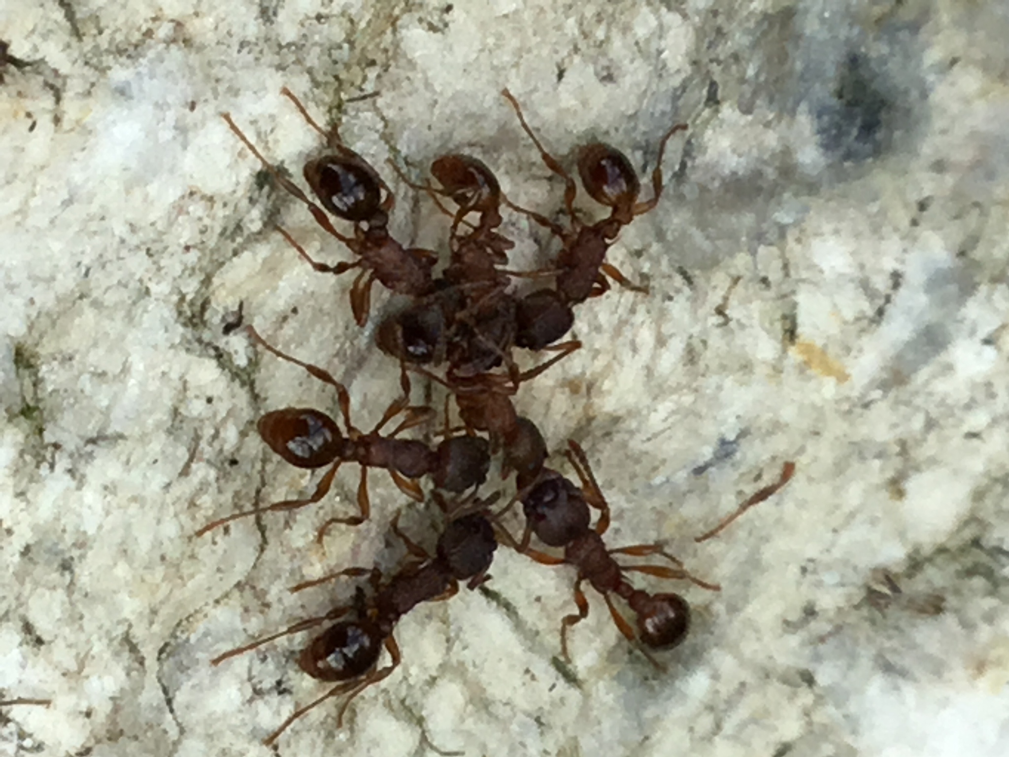 Myrmica punctiventris