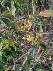 Euonymus europaeus
