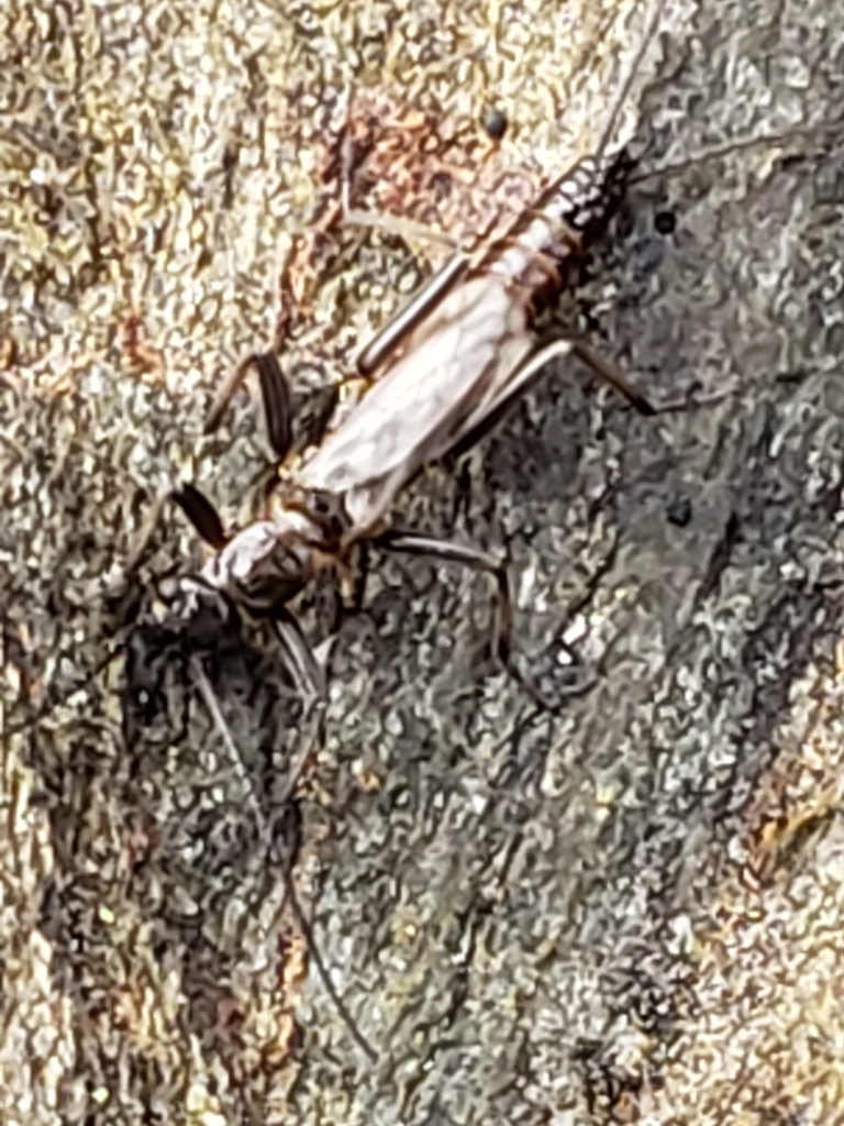 Midwest Snowfly