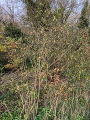 Euonymus europaeus