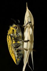 Julodis ehrenbergii