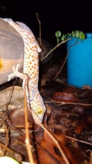 Gekko gecko