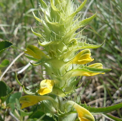 Melampyrum barbatum