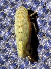 Osbornellus rotundus