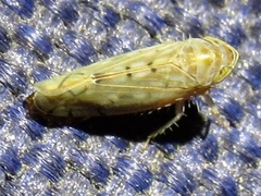 Osbornellus rotundus