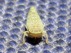 Osbornellus rotundus