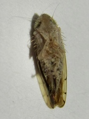 Osbornellus rotundus