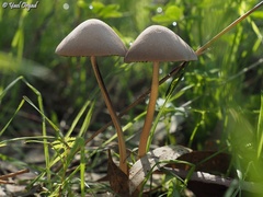 Panaeolus