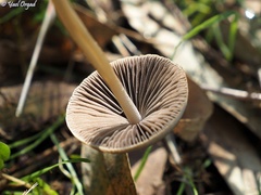 Panaeolus