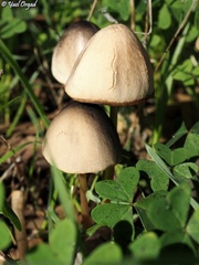 Panaeolus