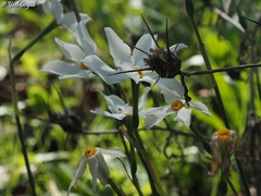 Centaurea procurrens