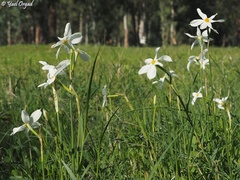 Narcissus deficiens
