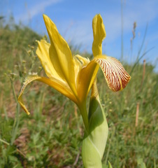 Iris variegata