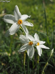 Narcissus deficiens