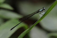Proplatycnemis pseudalatipes