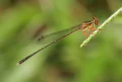 Proplatycnemis sanguinipes