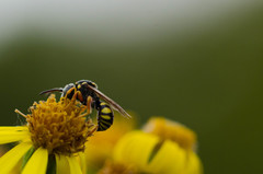Nomada rufipes