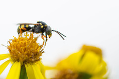 Nomada rufipes