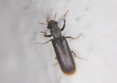 Polycaoninae