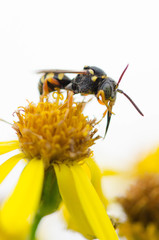 Nomada rufipes