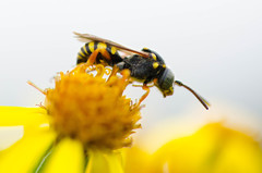 Nomada rufipes