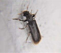 Polycaoninae
