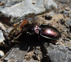 Pterostichus burmeisteri