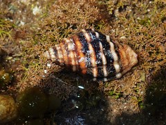 Cronia aurantiaca