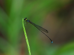 Ceylonosticta anamia