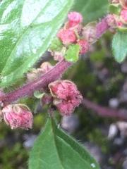 Magnoliopsida
