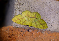 Periclina syctaria