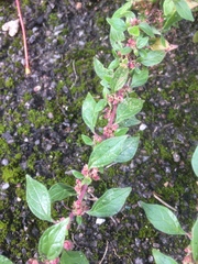 Magnoliopsida