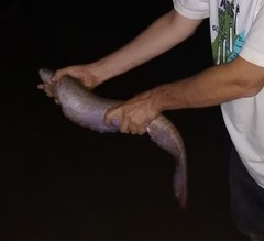 Gymnotus inaequilabiatus