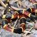 Eastern Coralsnake - Photo (c) Lois Posey, some rights reserved (CC BY-NC), uploaded by Lois Posey