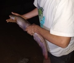 Gymnotus inaequilabiatus