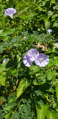 Jacquemontia oaxacana