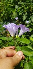 Jacquemontia oaxacana