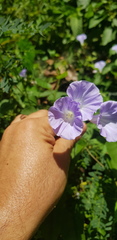 Jacquemontia oaxacana