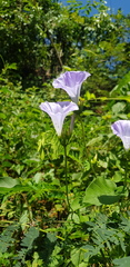 Jacquemontia oaxacana
