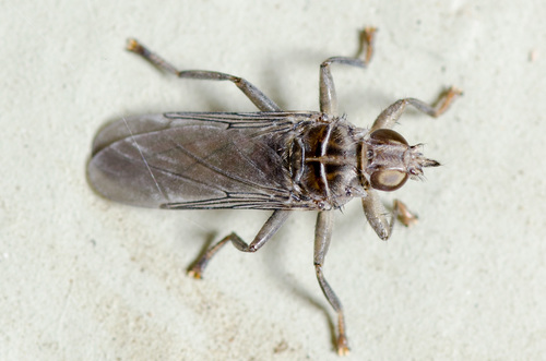 Pigeon Louse Fly photo 5