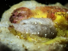 Asteronotus mimeticus