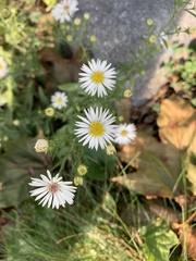 Symphyotrichum pilosum pilosum