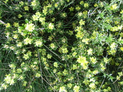 Asterolasia trymalioides