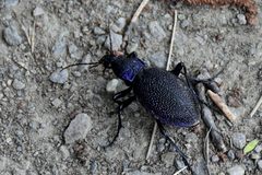 Carabus scabrosus