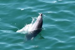 Tursiops truncatus ponticus