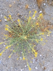 Cleomella palmeri