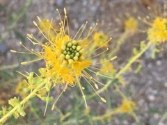 Cleomella palmeri