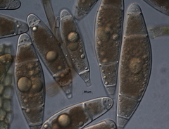 Bactridium subglandis