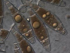 Bactridium subglandis